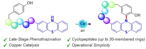 "Cu-Catalyzed C–H Phenothiazination toward the Assembly of Cyclopeptides" #OpenAccess <a href="/ehu_kimika/">Kimika Fakultatea UPV/EHU</a>  <a href="/ACSCatalysis/">ACS Catalysis</a>  pubs.acs.org/doi/10.1021/ac…