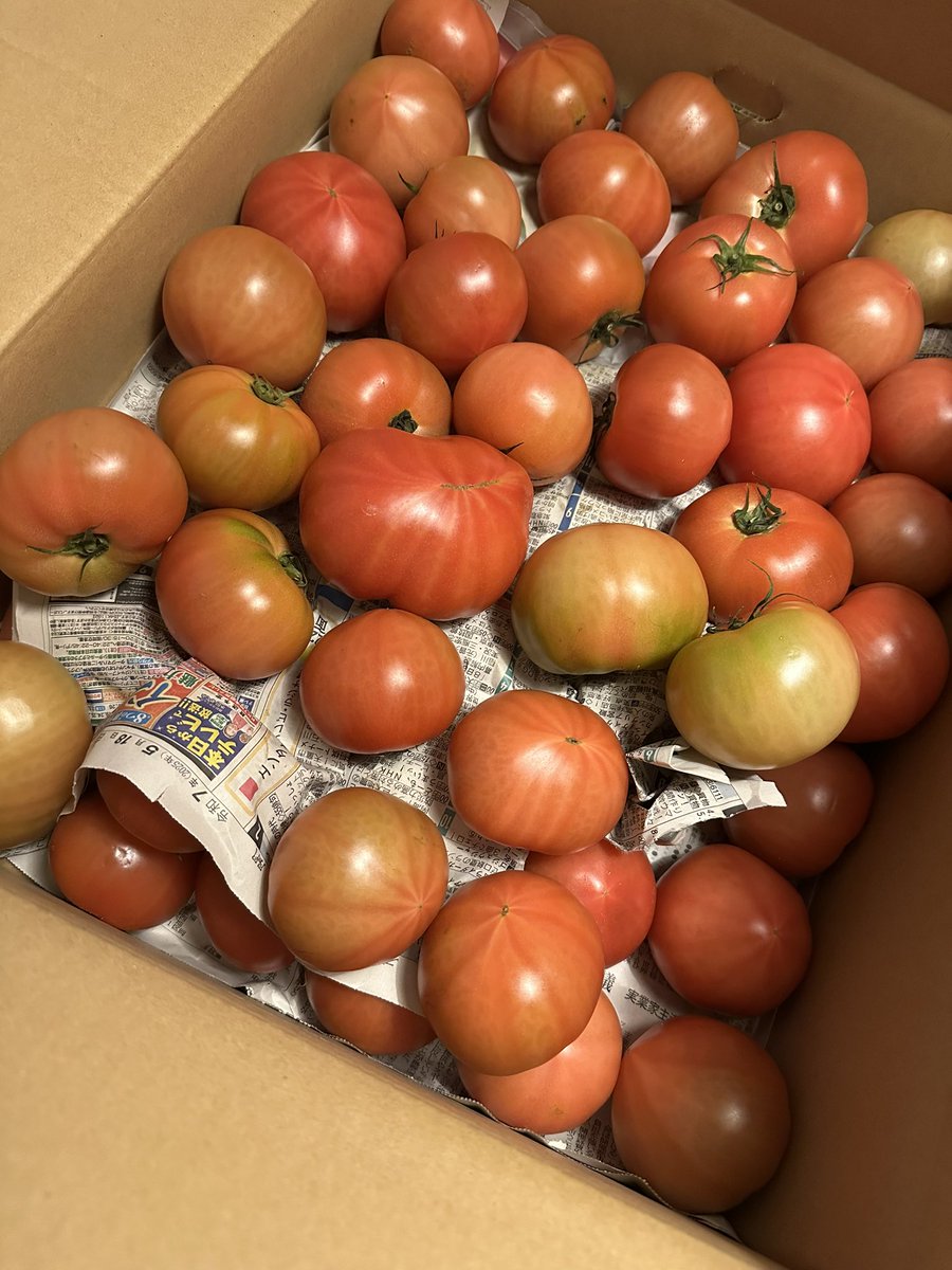 熊本からとめーとにだんべっどが送られてきました🥳
しゃきしゃきの硬い方が好きだからうれしい！！
毎日トマト生活🍅✨