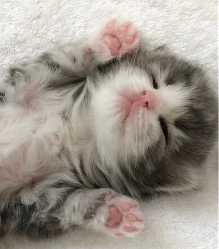 ฅ^.ˬ.^ฅ