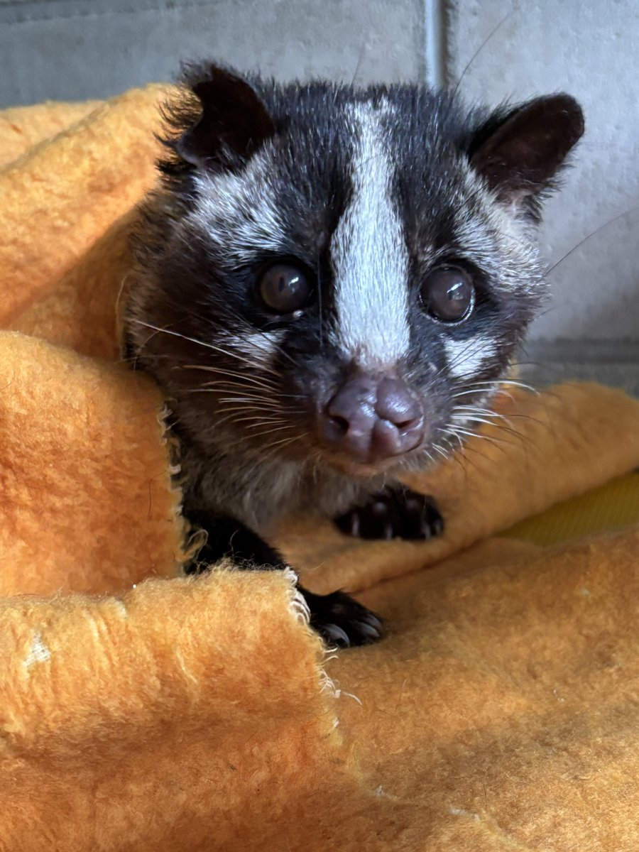 ビーちゃん - Search / X