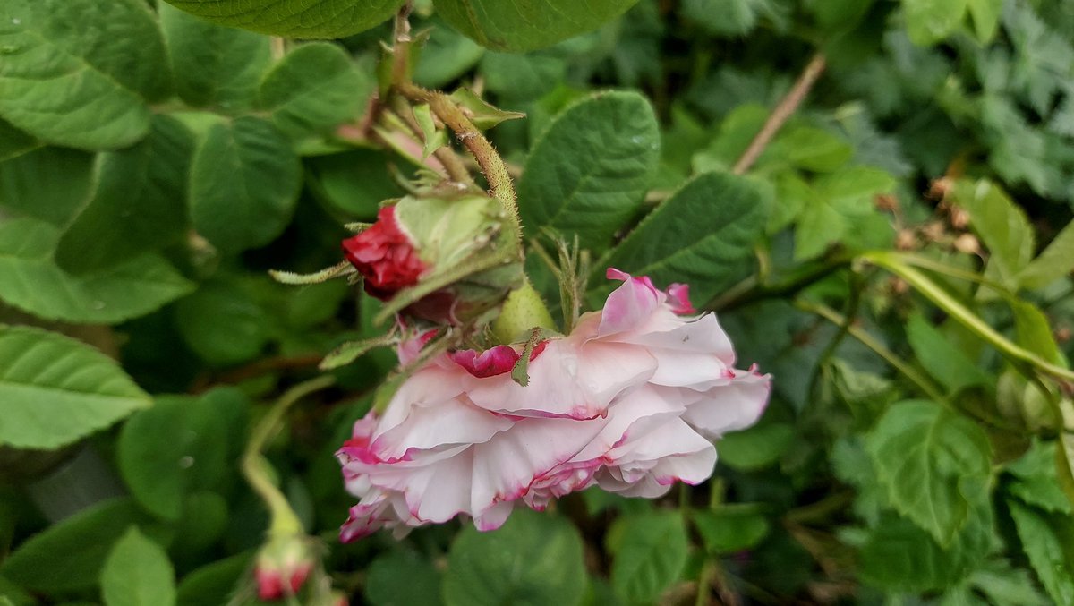 Today's Old #Rose is the Painted Damask, Léda. Iridescent milky white double flowers flushed with crimson on the outer petals. A button eye. While Pink Léda is thought to be a natural sport, rosarian Graham Thomas wondered whether it might be vice versa. x.com/netherfield34/…