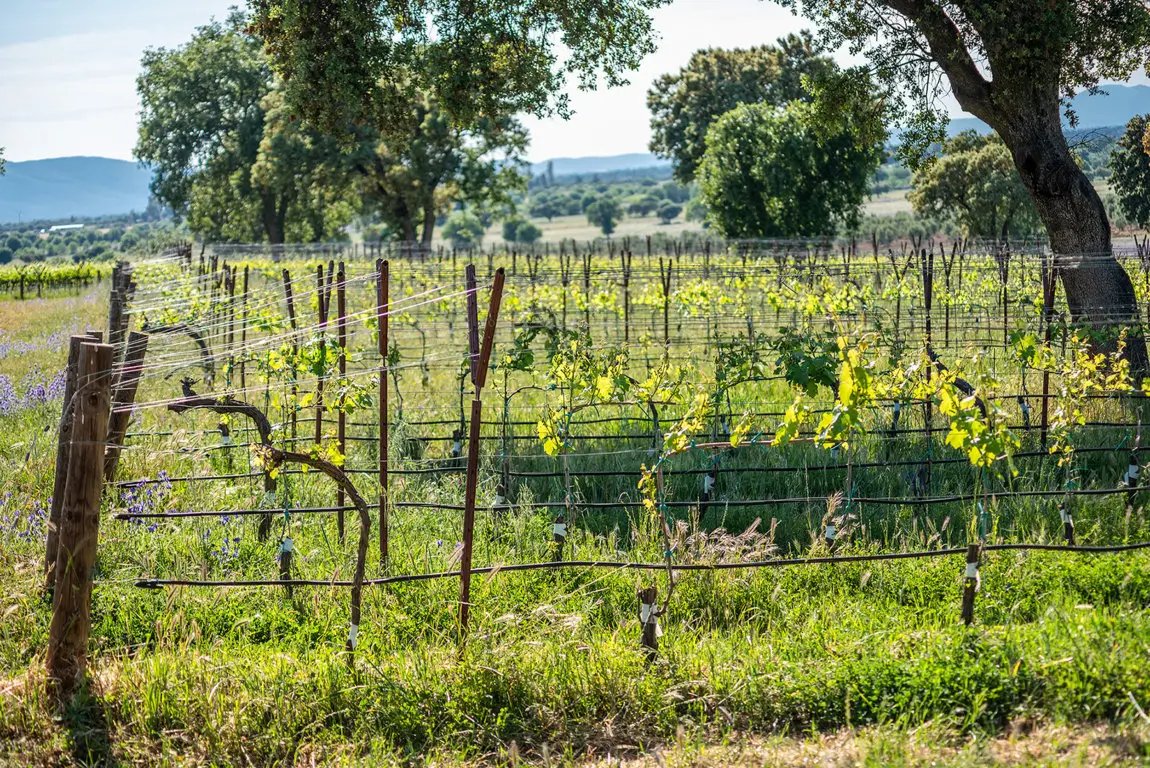 ORIGEN (@origenonline) on Twitter photo ACTUALIDAD 🆕 La Rous 2023, la esencia de la dehesa en rosado. 🍷
Aquí toda la información ⬇️
origenonline.es/actualidad/la-…
#somosORIGEN #Rosado #CavernetSaugvinon #AgriculturaEcológica
<a href="/DehesaMolinillo/">Dehesa el Molinillo</a> ACTUALIDAD 🆕 La Rous 2023, la esencia de la dehesa en rosado. 🍷
Aquí toda la información ⬇️
origenonline.es/actualidad/la-…
#somosORIGEN #Rosado #CavernetSaugvinon #AgriculturaEcológica
<a href="/DehesaMolinillo/">Dehesa el Molinillo</a>