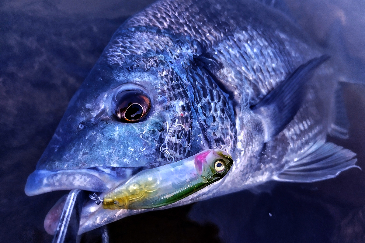 megabass_jp's tweet photo. 【Megabass blog】山陰チヌトップ開幕間近！シーズン・タックル・ルアー完全ガイド！
スタッフ 福嶋 信悟

https://t.co/GjcD1aVZOk

#megabass #YukiIto #メガバス #伊東由樹 #礁楽 #swinghot #水泡 #dogxquickwalkersw https://t.co/9j98LrhKw4