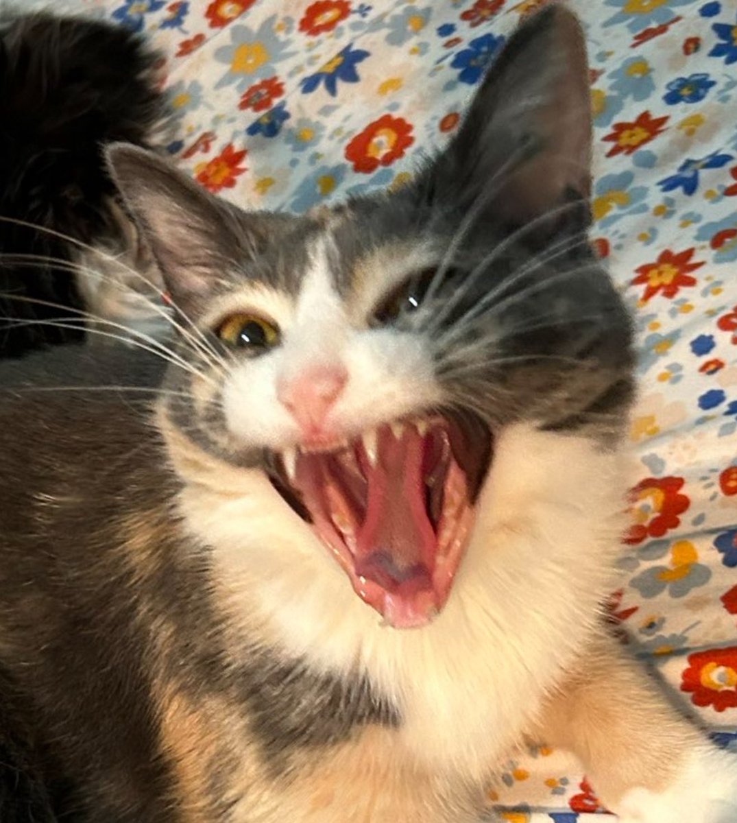 my homunculus after i tell it we’re having boiled peas for dinner (its favorite meal)