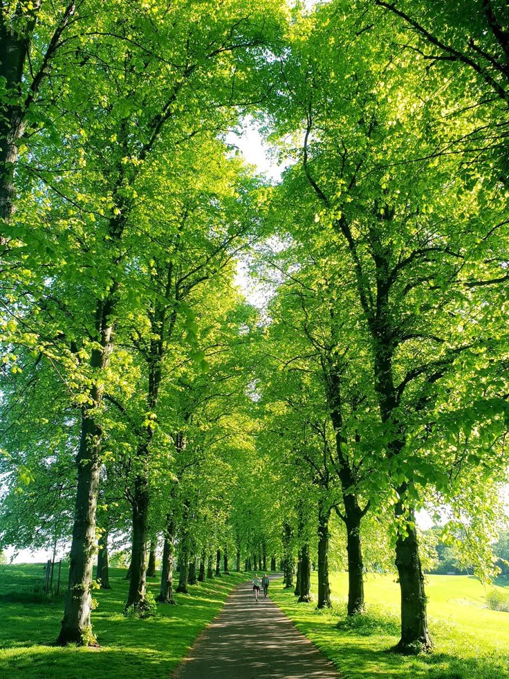 抱大树，治疗心神、提升能量：

1、选一棵正值壮年、看起来干净的树，或者有眼缘的一棵树，注意不能是榕树，柳树，槐树

2、双手抱住，手掌、躯干尽量完整贴合在树干上。背部最好晒着太阳，试着让自己完全放松下来就好。