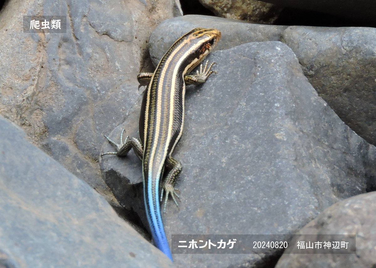 地域の生物多様性シンポジウム実行委員会 tweet media