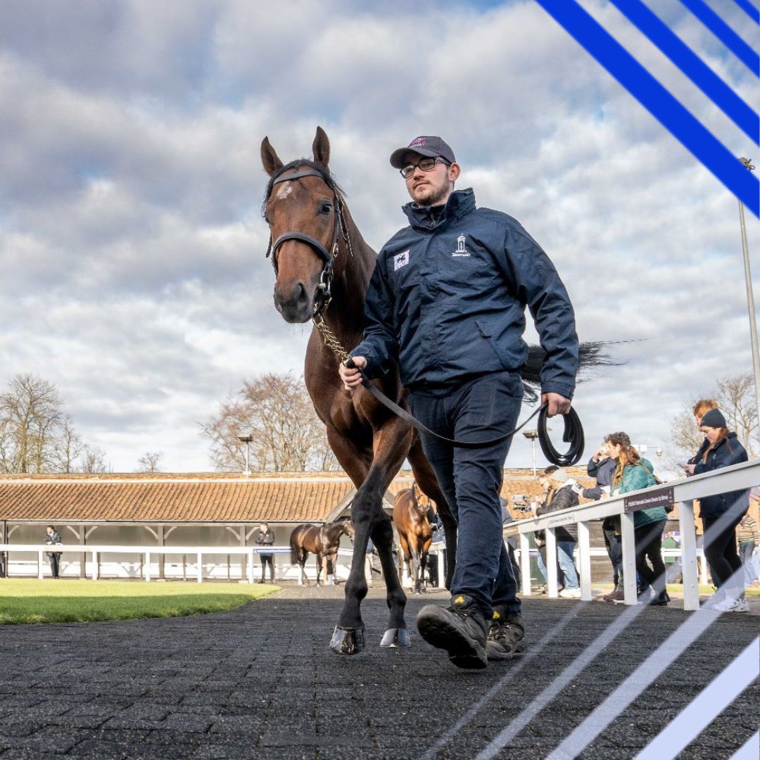 It’s not long now until the yearling sales are underway, why not extend your knowledge by doing a course like… 

🐴Yearling Sales Preparation 
🪣Nutrition: Feeding Youngstock for Sales Preparation 

Find out more 👉ow.ly/BxmY50VBsRM

#equinecare #education #thoroughbred