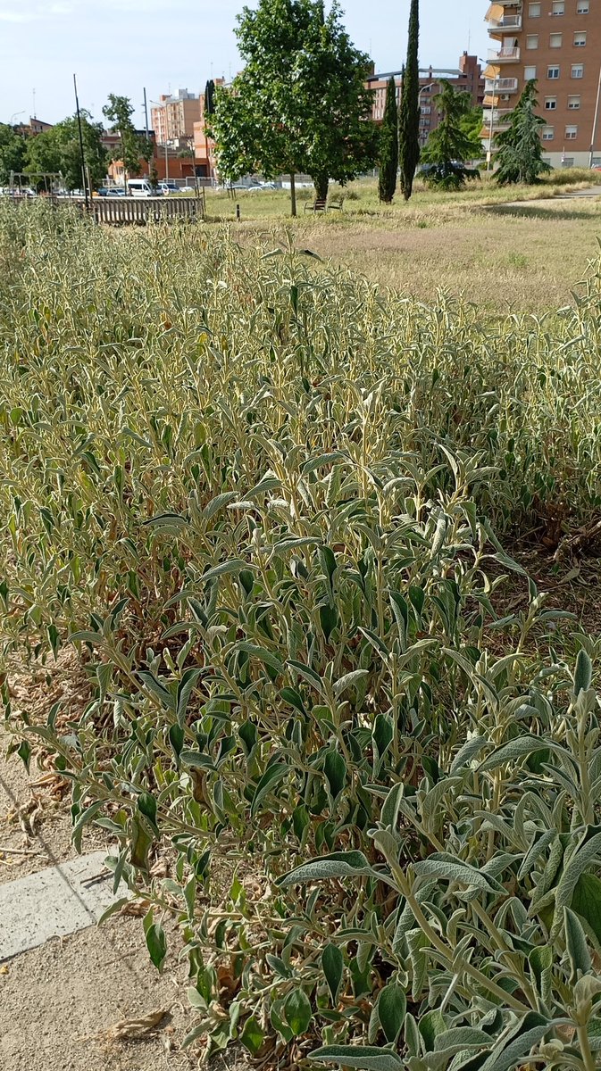 Hola, <a href="/ciposabadell/">CIPO</a> la salvia del #ParcNord se está secando por falta de riego... hacer algo.