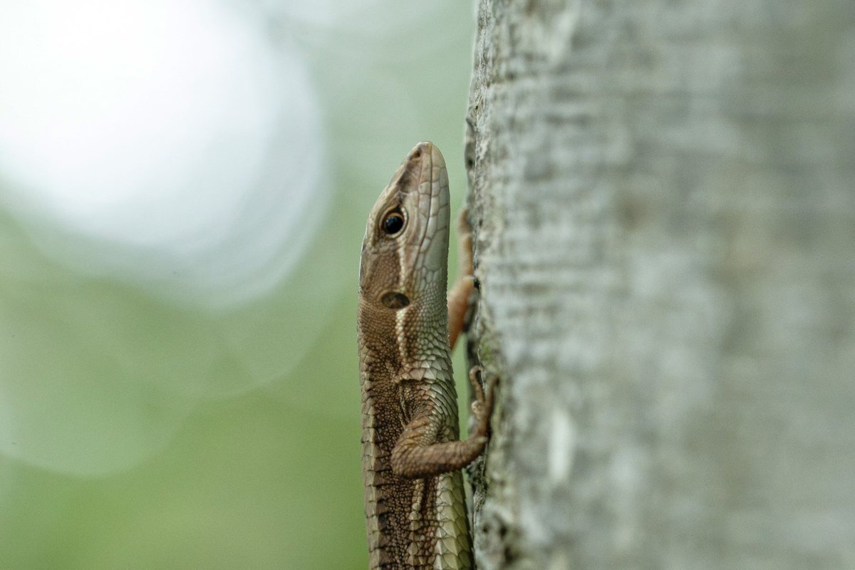 Watching him from the side as he slithered up the beech tree trunk, it looked as if he was doing push-ups with a smile on his face.