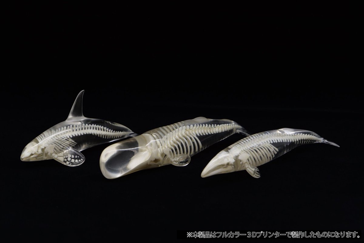 博物マニア】 卓番：50 ／ 『#玉骨標本』シリーズ 🐳シャチ 🐳マッコウ