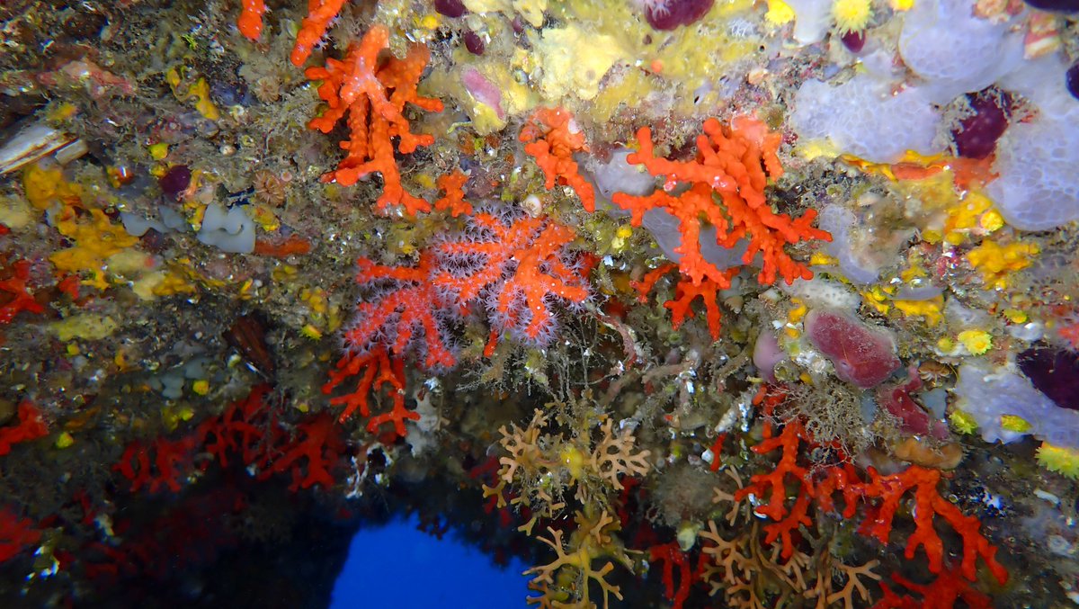 Un equipo científico del #IEO estudia los hábitats rocosos poco profundos del litoral español 🤿🪸

La campaña ha documentado la expansión del alga invasora Rugulopteryx okamurae desde el estrecho de Gibraltar hasta aguas de Almería.

#ESMARES3 #FEMPA

➡️ bit.ly/3FnmrNv