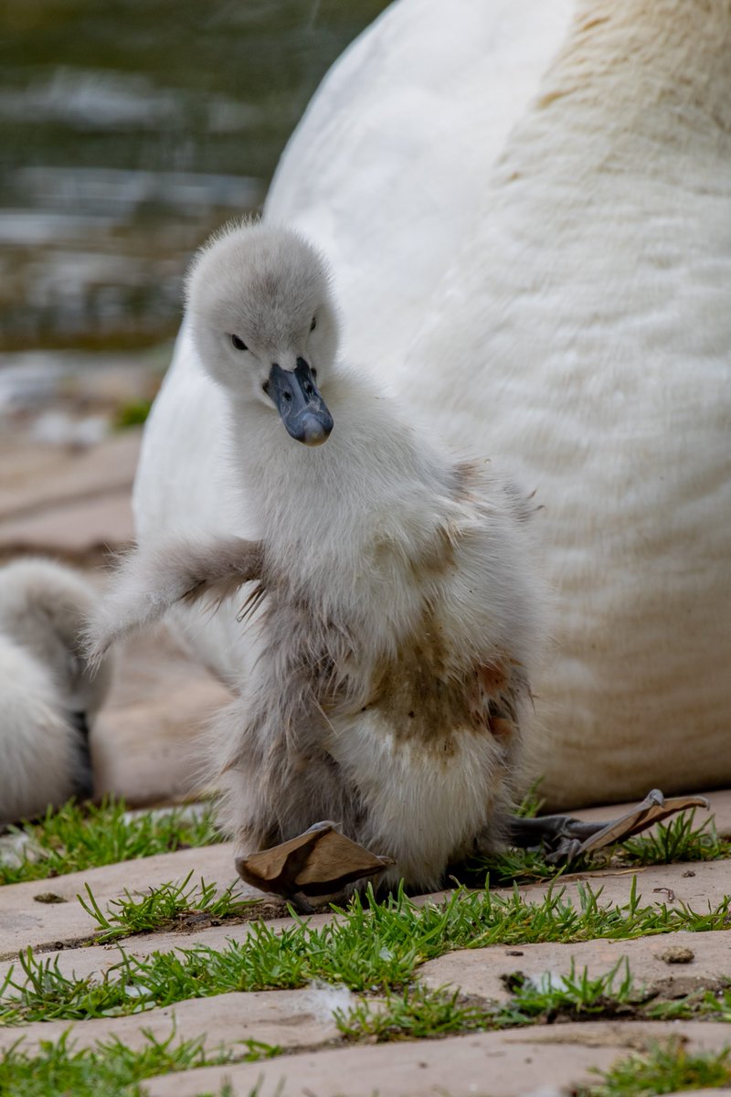 Tuesday cuteness from Clumber 🩶
#ClumberPark #June #summertime
