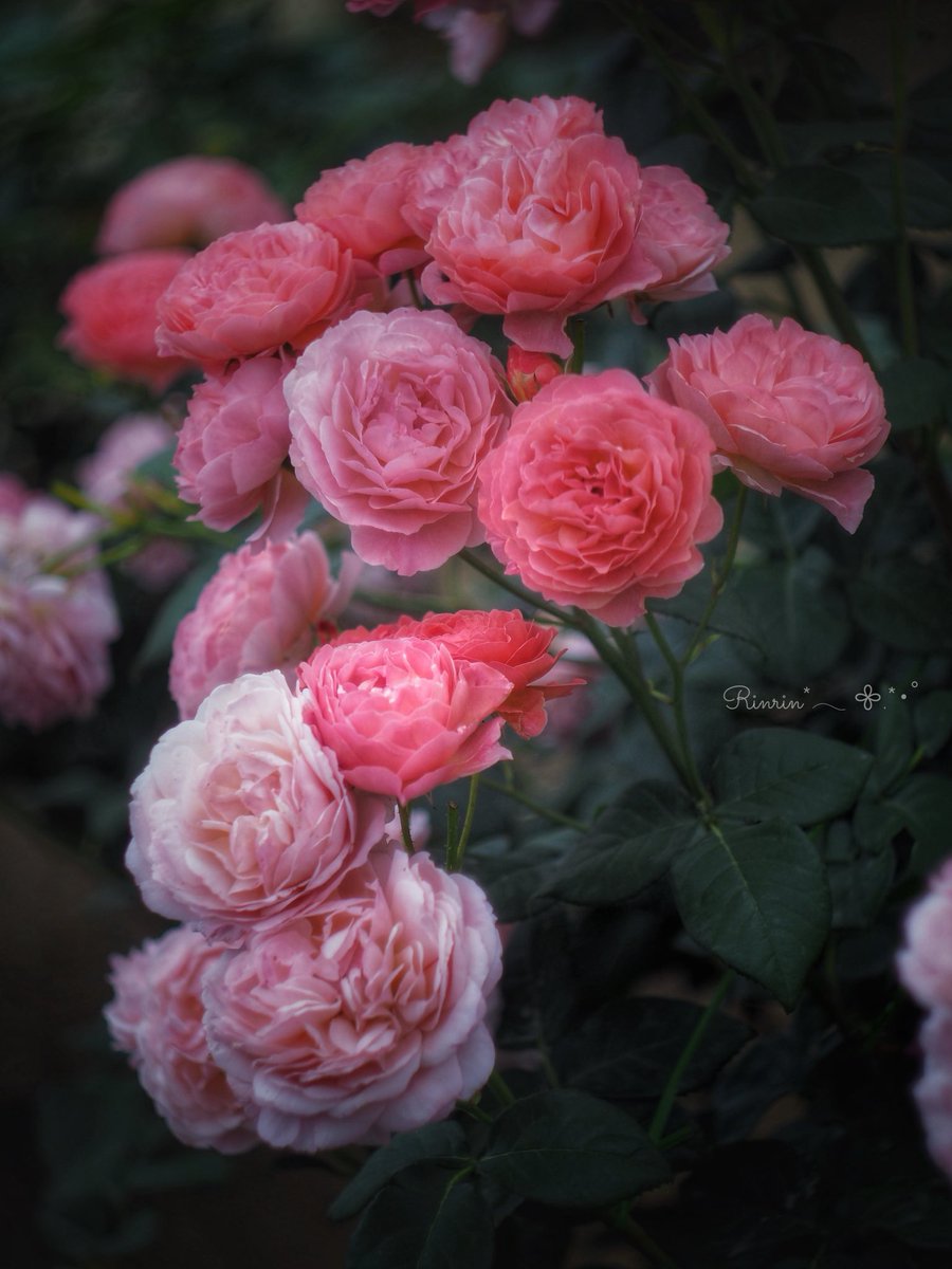 𓂃𓂂𓍯*.ﾟ

今日も一日お疲れ様でした🌹⟡.*