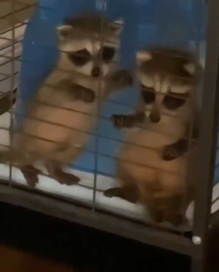 #アライグマを奪ったその日から