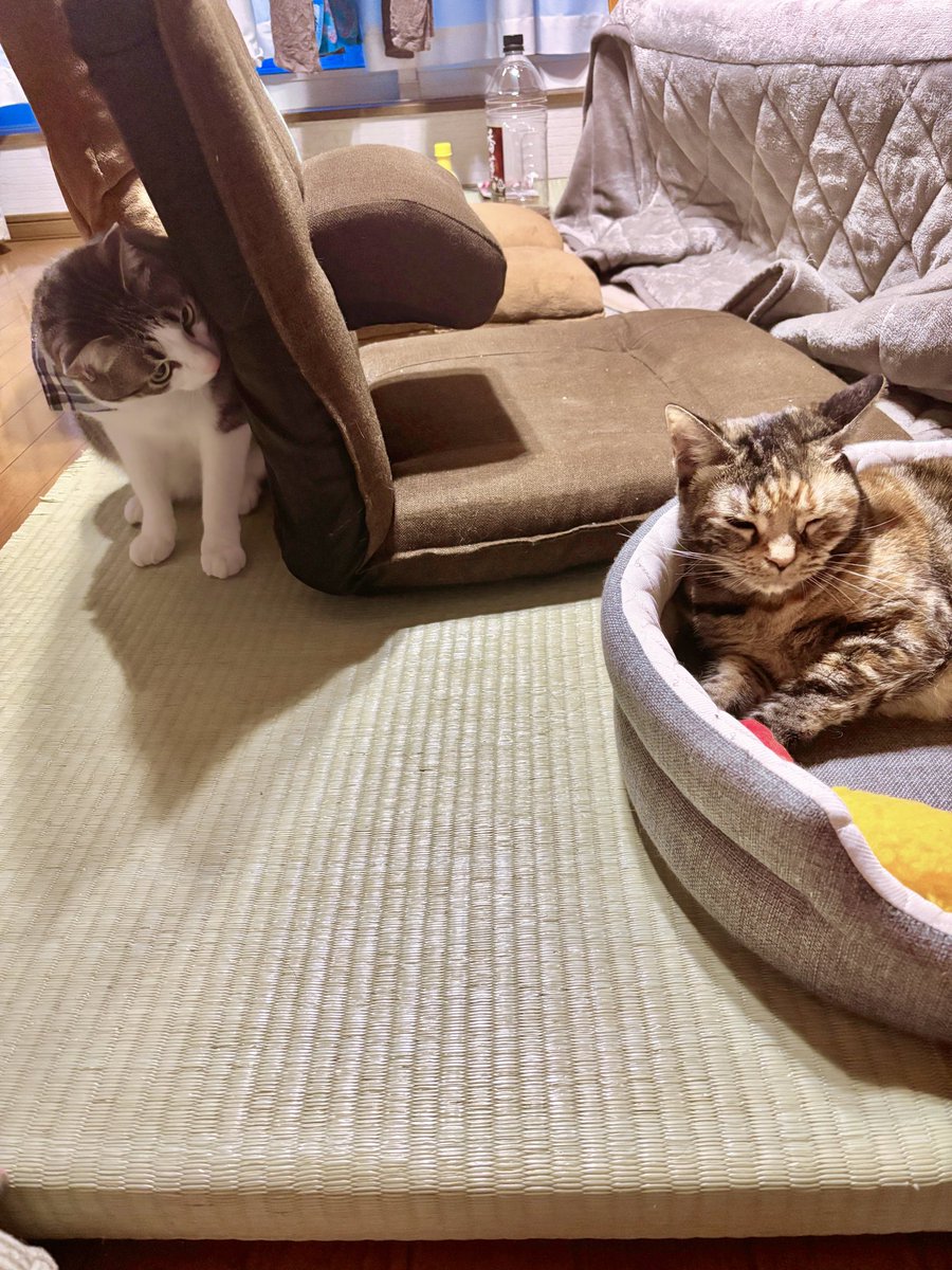 姐さんはゆっくりしたいのよ。