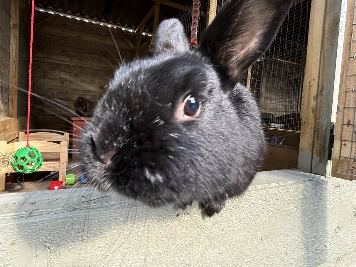 Carrot cottage rabbit rescue (@carrotcottagerr) on Twitter photo Morning boop from Ben โค๏ธโค๏ธ Morning boop from Ben โค๏ธโค๏ธ