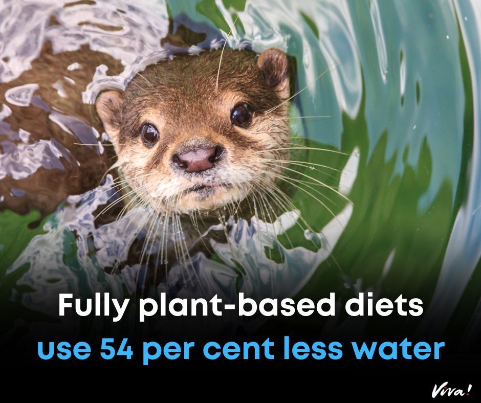 Safeguard our beautiful world for future generations by choosing #vegan 🌱

Vegan diets massively cut environmental damage caused by food production, the most comprehensive analysis to date has concluded. 🐾 🌳

📖 See for yourself. Read the study: nature.com/articles/s4301…