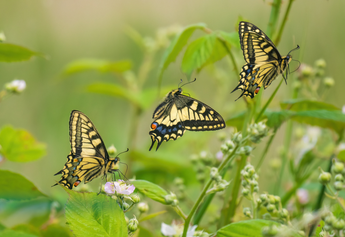 Patrick Barkham (@patrick_barkham) on Twitter photo Join me for a fabulous day out hunting for swallowtails on the Norfolk Broads. The weekend break is sold out but day trips on Tues 10th and Weds 11th June still available greenwings.co/our-holidays... (magical pic by one of our former guests <a href="/2peters/">Andrew Fusek Peters</a>) Join me for a fabulous day out hunting for swallowtails on the Norfolk Broads. The weekend break is sold out but day trips on Tues 10th and Weds 11th June still available greenwings.co/our-holidays... (magical pic by one of our former guests <a href="/2peters/">Andrew Fusek Peters</a>)