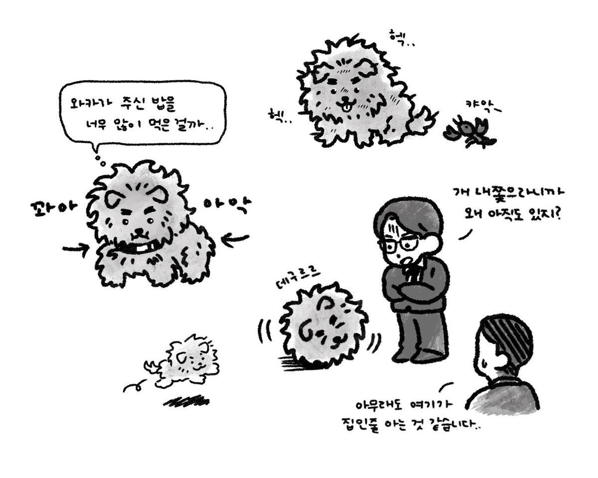 악성곱슬챠우챠우