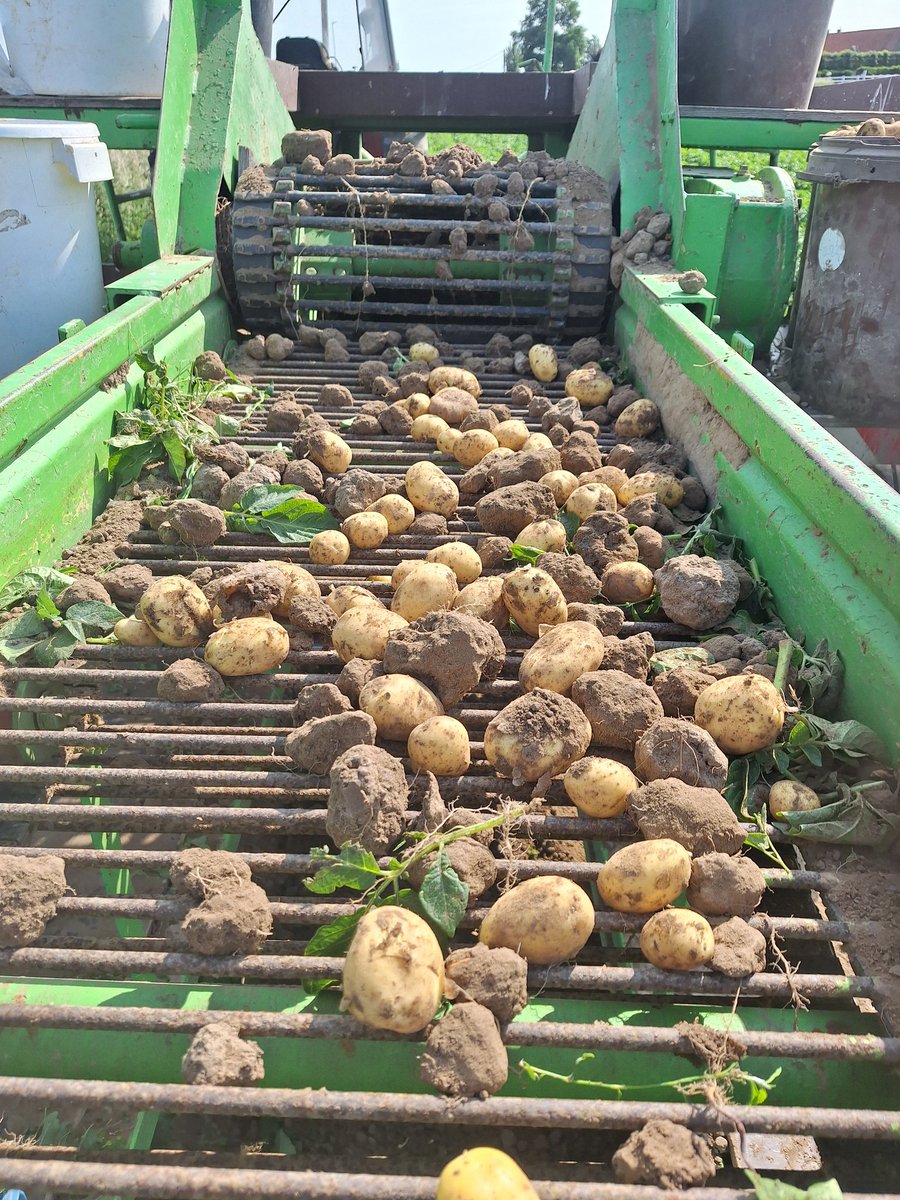 Uitzonderlijke vroege oogst van onze primeurs ! 
Vlug oogsten voor de Amerikanen ermee weg zijn ...
😜😅😉
#primeurs #lokaleteelt