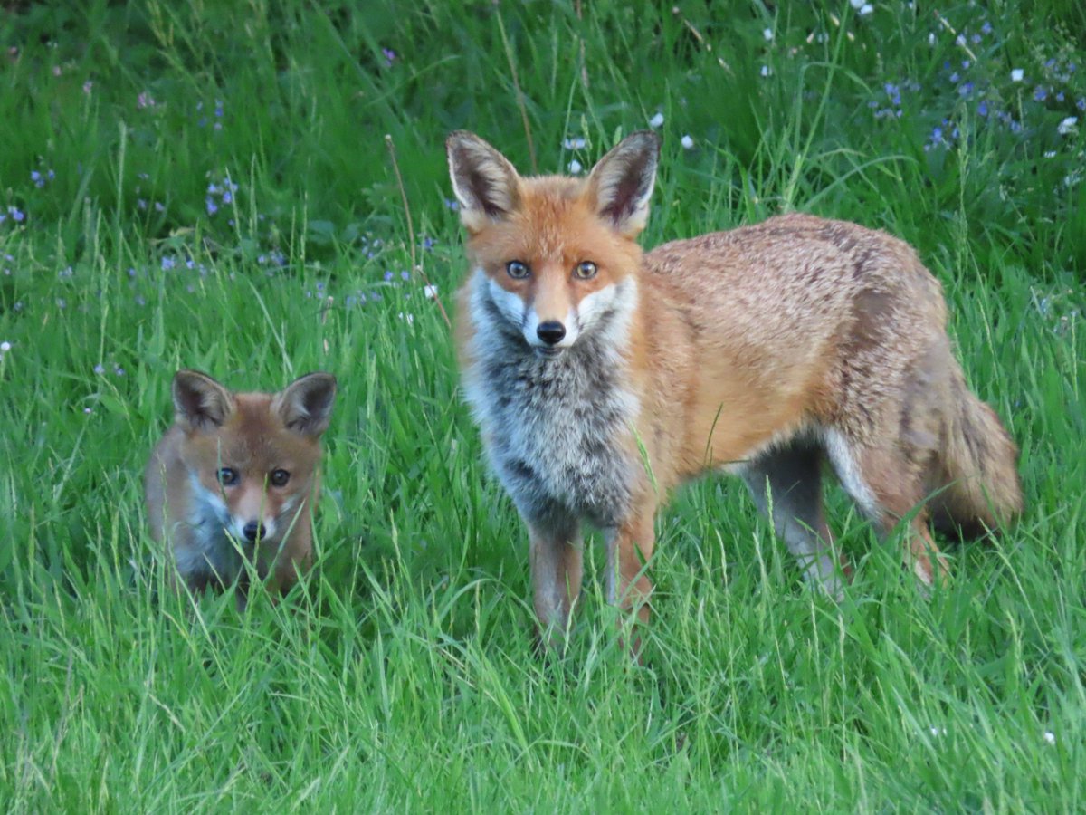 Morning 
#Foxoftheday