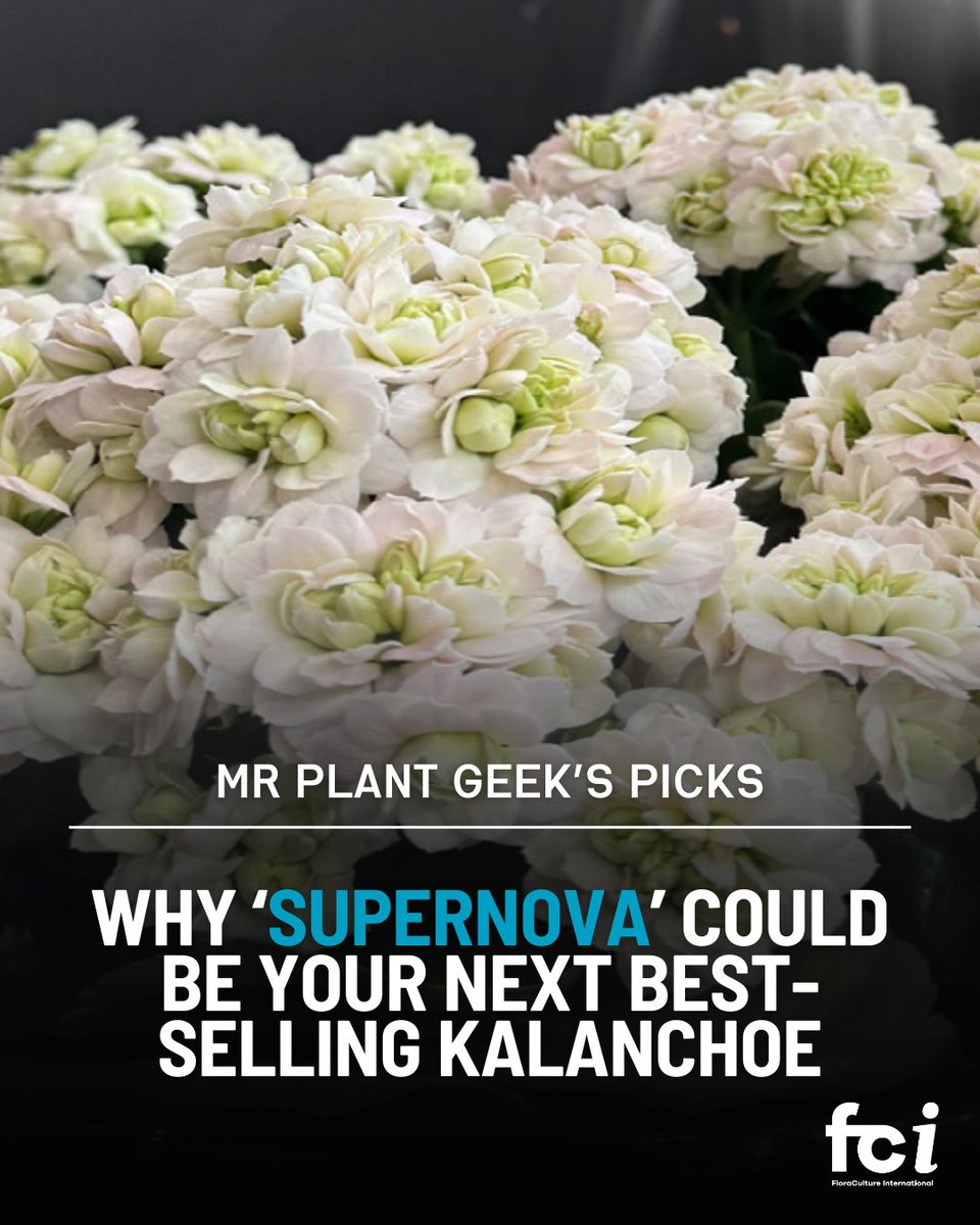 FloraCulture Int. (@floraculture_) on Twitter photo "āSupernovaā lays claim to the largest flower diameter in the current market, with each bloom composed of multiple fused flower hearts."
Check out <a href="/mr_plantgeek/">Mr Plant Geek ā¢</a>'s recent pick - Kalanchoe āSupernova' from SlijkermanKalanchoĆ«. Read more on page 57: aiph.org/floraculture/l⦠"āSupernovaā lays claim to the largest flower diameter in the current market, with each bloom composed of multiple fused flower hearts."
Check out <a href="/mr_plantgeek/">Mr Plant Geek ā¢</a>'s recent pick - Kalanchoe āSupernova' from SlijkermanKalanchoĆ«. Read more on page 57: aiph.org/floraculture/lā¦
