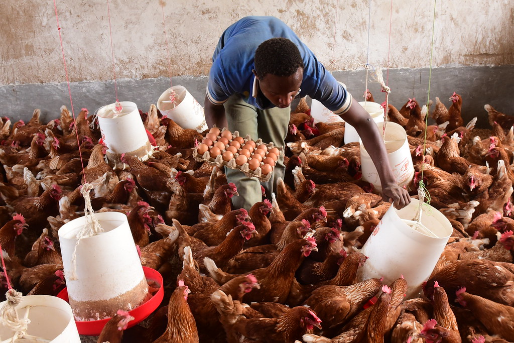 Habimana_JClaud's tweet image. Do you know why billionaires like Bill Gates and Warren Buffett invest heavily in #agriculture? 

The answer is simple. The next billionaires will be those who can feed over 10 billion people.

Trust me. The future billionaires will emerge from the agriculture sector.

#SciComm👩‍🌾