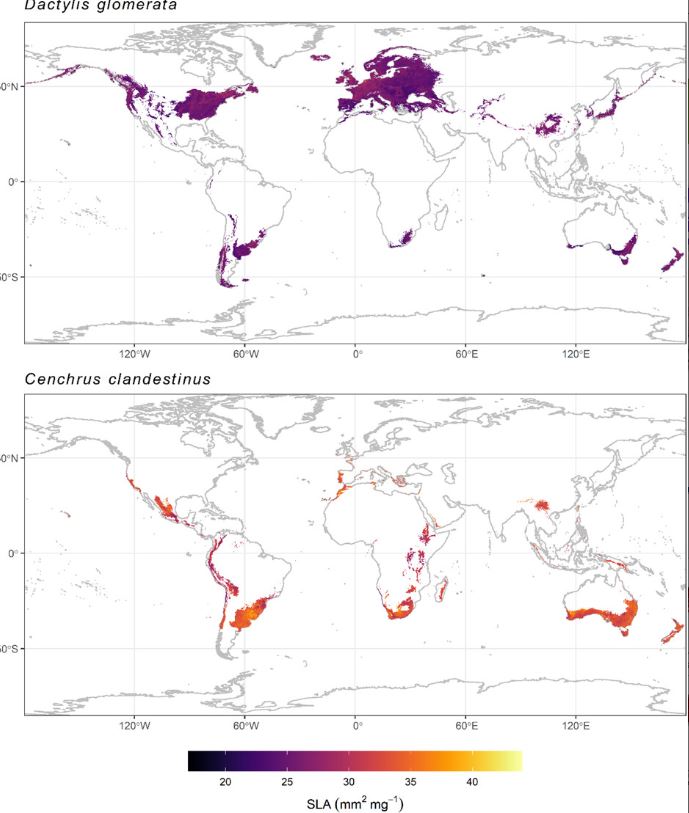 Ecography (@ecographyjourna) on Twitter photo Predicting global intraspecific trait variation of grasses vist.ly/3n5xhwy #MachineLearning #RandomForest #Phylogeny @ecography.bsky.social <a href="/NordicOikos/">Nordic Society Oikos</a> <a href="/WileyEcolEvol/">Wiley Ecology & Evolution</a> Predicting global intraspecific trait variation of grasses vist.ly/3n5xhwy #MachineLearning #RandomForest #Phylogeny @ecography.bsky.social <a href="/NordicOikos/">Nordic Society Oikos</a> <a href="/WileyEcolEvol/">Wiley Ecology & Evolution</a>