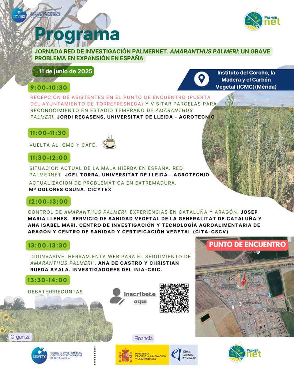 😨Conocéis la mala hierba 🌿 Amaranthus palmeri⁉️
⚠️Pues está presente en cultivos como maíz, tomate y girasol🌻y supone un grave problema económico para la agricultura 👩‍🌾y se está expandiendo por España🇪🇸 
👉Si quieres saber➕inscríbete en nuestra jornada cicytex.juntaex.es/-/jornada-red-…
