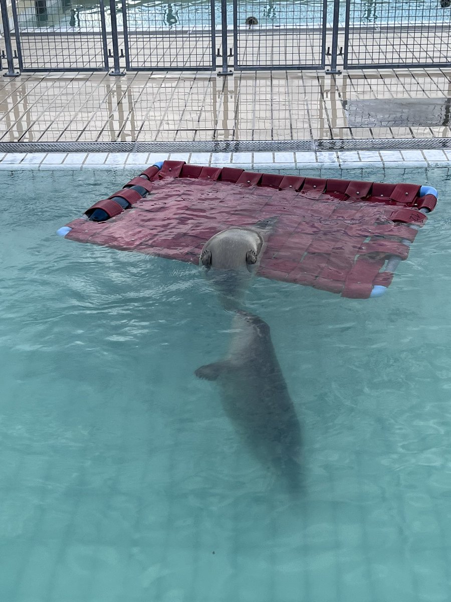 renapoly_93's tweet image. As some of you know, together with the volunteers I like to design and build #enrichments for the #seals.
This time I would like to hear your ideas!
Which enrichment would you like us to make? Share your ideas with me! 🦭🐙
#WEC
#アザラシ幼稚園