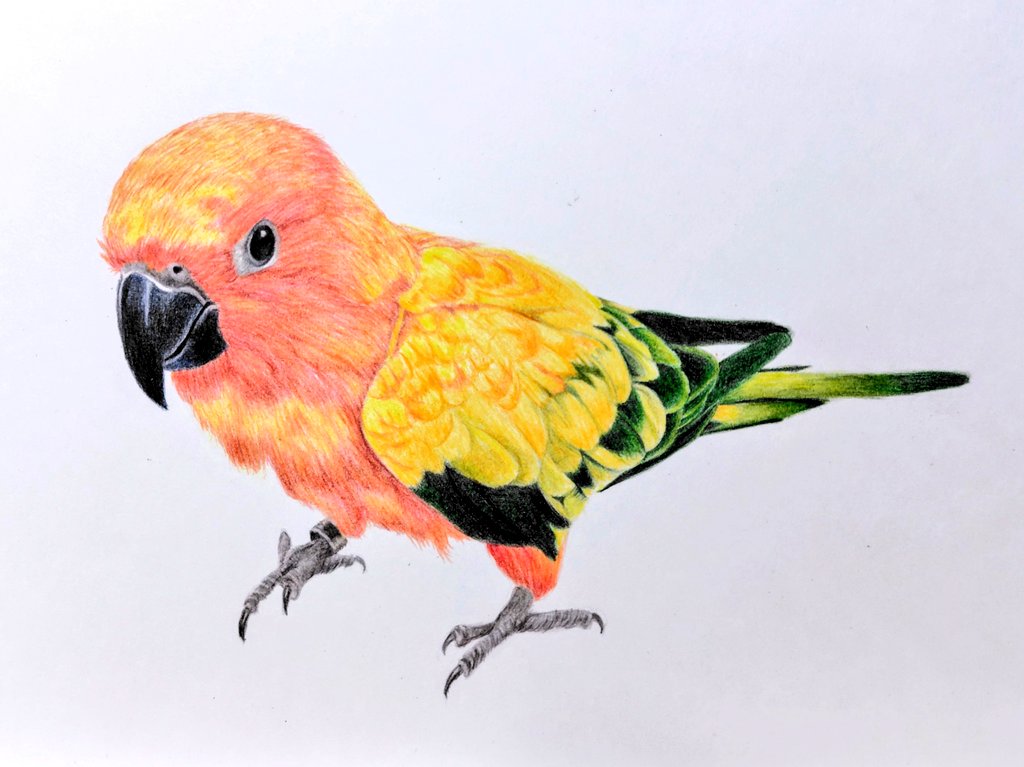 もふもふ特等席 色鉛筆画 もふもふ特等席 色鉛筆画