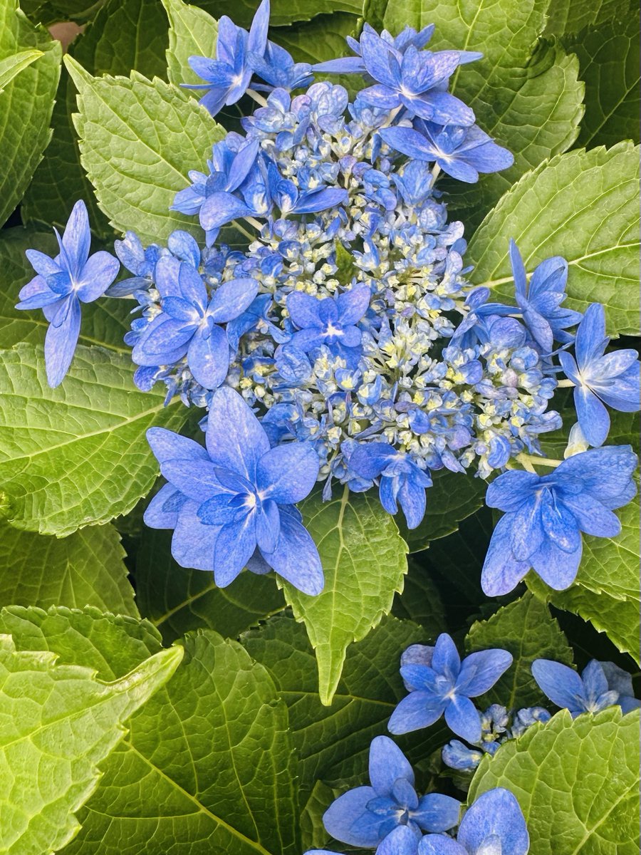 我が家の紫陽花が開花し始めました。7分咲きくらいです（由）#おうちじかん