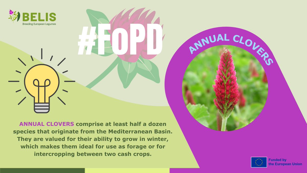 BELIS Project (@belis_eu) on Twitter photo 🤩🌱#FascinationofPlantsDay | Annual clovers
Annual clovers are valued for their ability to grow in winter.
👉 <a href="/BELIS_EU/">BELIS Project</a> supports breeders to improve disease resistance & seed yield.
ℹ️linkedin.com/feed/update/ur… 🤩🌱#FascinationofPlantsDay | Annual clovers
Annual clovers are valued for their ability to grow in winter.
👉 <a href="/BELIS_EU/">BELIS Project</a> supports breeders to improve disease resistance & seed yield.
ℹ️linkedin.com/feed/update/ur…