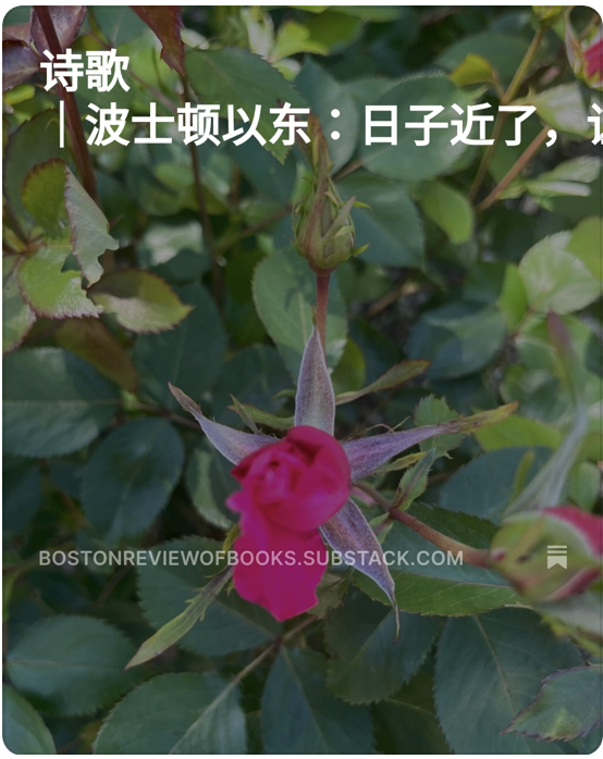 编者按：历史中无数的挣扎着手伸向我，连可怜的同情都无法公平；我不知道恨谁哭谁，向谁招魂；只能让爱情胜过万有。图为哈佛植物园盛开的玫瑰和小溪。

诗歌 ｜波士顿以东：日子近了，让爱情胜过万有 open.substack.com/pub/bostonrevi…