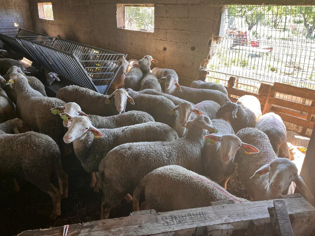 Quand 1 #intervention conjointe entre la BTA Lunel &amp; DDPP 34 au sein d’1 exploitation ovine permet de sauver 171 animaux détenus illégalement. 💪
Bilan : 
❌ Non respect des conditions &amp; réglementations relatives à la protection animale/à la santé publique
❌ Abattoir clandestin