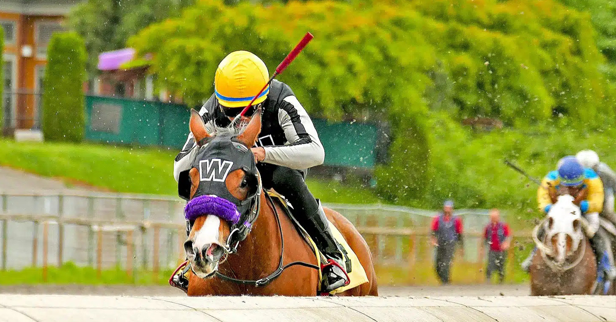 BC: Chi Chi Time Just Misses Track Record in Debut
The first-time starter by Finality was 2-to-1 in the slop on May 31 and romped to a 12-length win in near-track record time. #HastingsRacecourse #horseracing #trackrecord
canadianthoroughbred.com/horse-news/bc-…