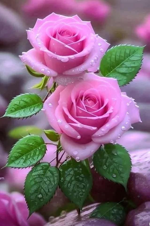 Boohat koob
Beautiful