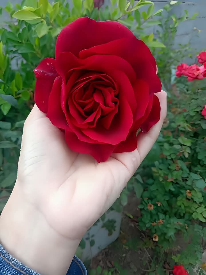 پھول جتنے بھی حوبصورت ہوں تور لیے جاتے ہیں