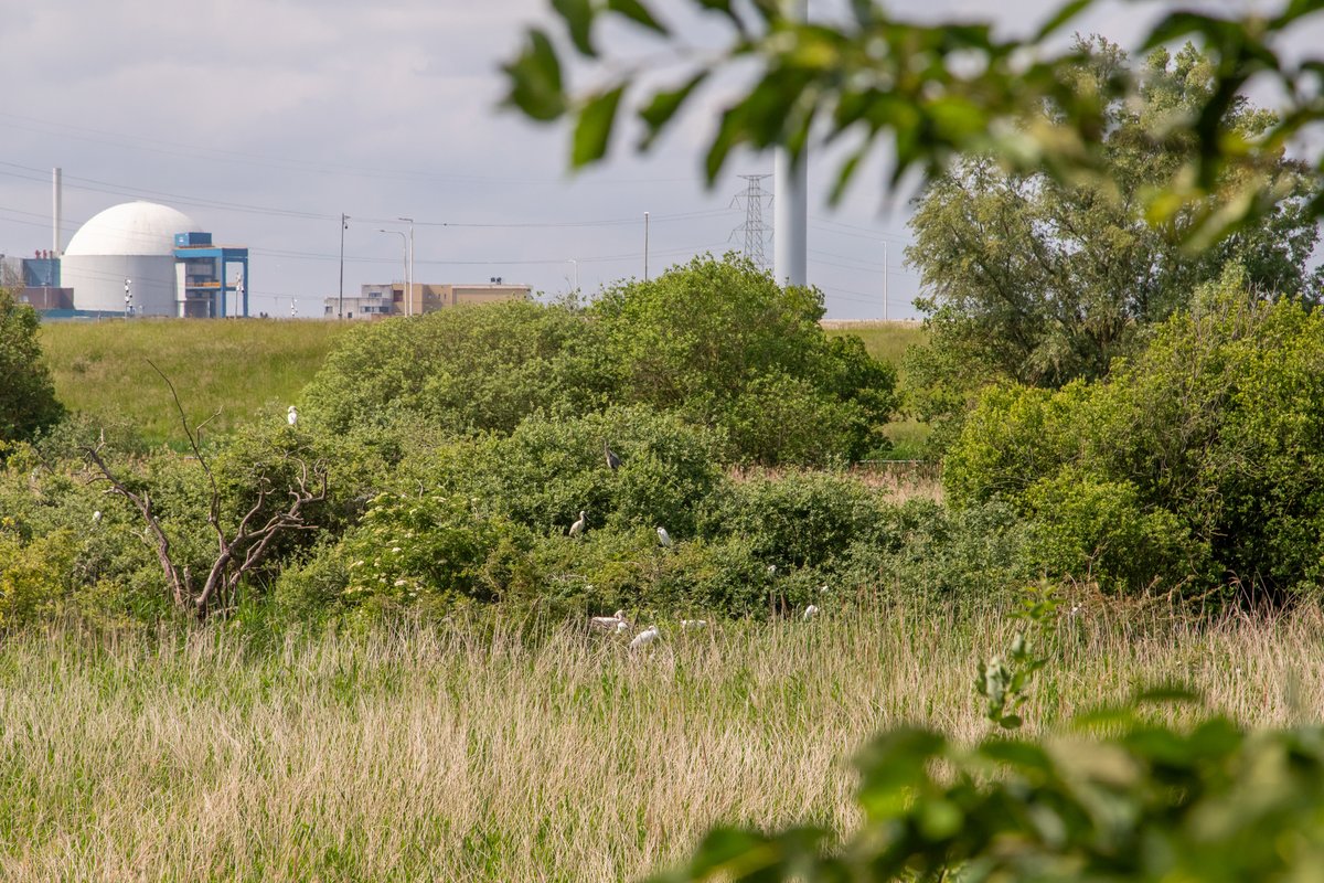 Afgelopen vrijdag mochten wij een groep met medewerkers en hun gezinsleden meenemen op een speciale biodiversiteits-rondleiding over ons terrein. Een unieke gelegenheid (én de beste tijd van het jaar) om de fascinerende flora en fauna op het raffinaderijterrein te bekijken.