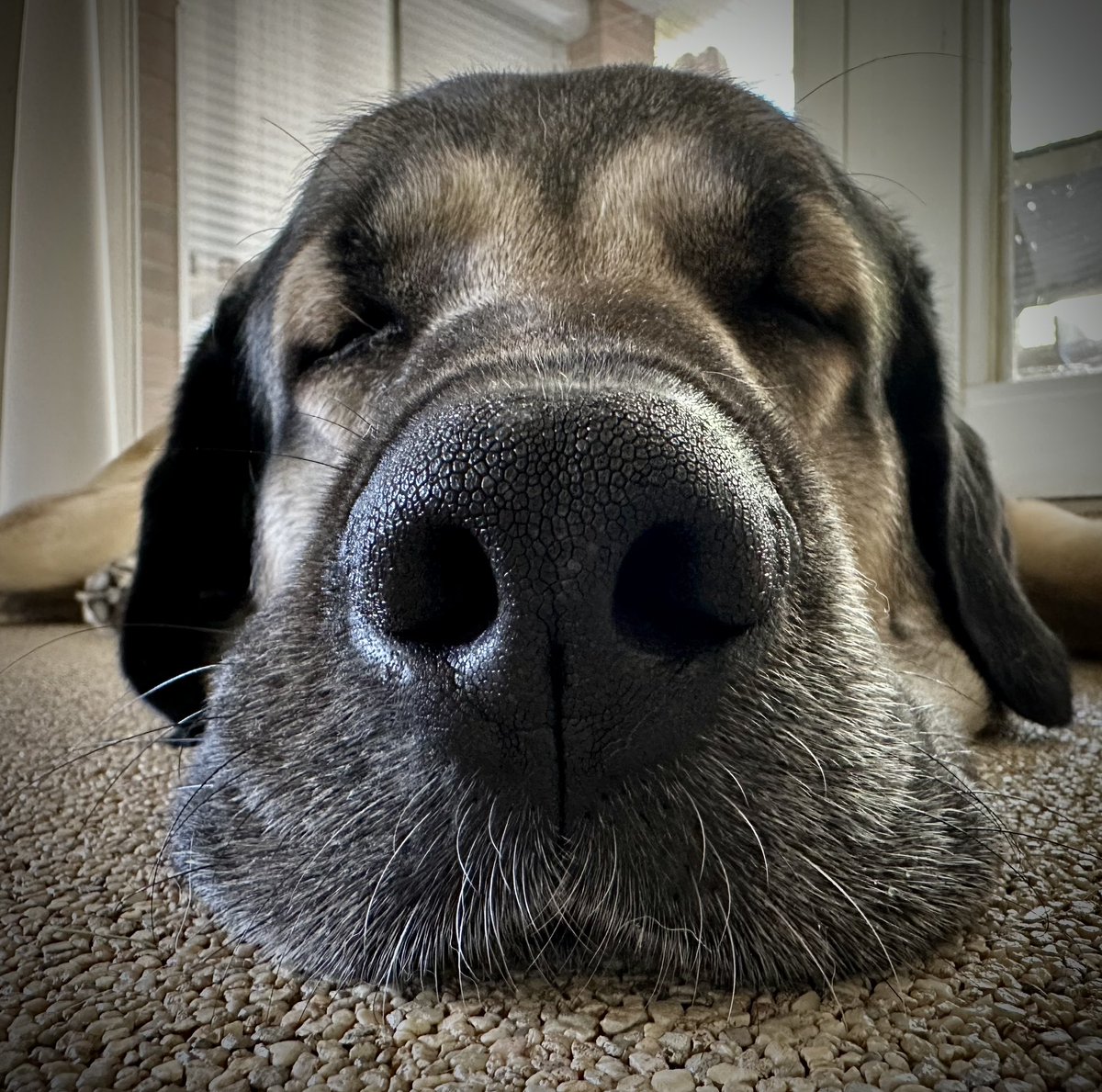 Na gut - wenn mein Gejaule hier keinen erweicht, bleib ich eben drin. Und mach Hundebabies im Traum - so!

*verliebter Rüde in the house 🙄