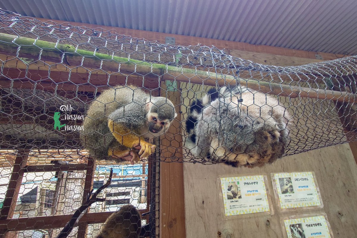 lik_nasua_nasua's tweet photo. 通れない
#トリアスふれあい動物園
#コモンリスザル #ワオキツネザル
#CommonSquirrelMonkey #RingtailedLemur https://t.co/EanddYiAcA