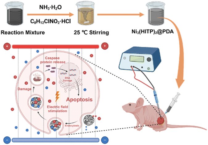 MaterChemFront (@materchemfront) on Twitter photo 👉New electrode simplifies the procedure and reduces operational risks of #IRE:  
Enhancing pancreatic cancer ablation efficiency: bipolar IRE with conductive MOF by Tianan Jiang's team.   
🔗doi.org/10.1039/D4QM01… 👉New electrode simplifies the procedure and reduces operational risks of #IRE:  
Enhancing pancreatic cancer ablation efficiency: bipolar IRE with conductive MOF by Tianan Jiang's team.   
🔗doi.org/10.1039/D4QM01…