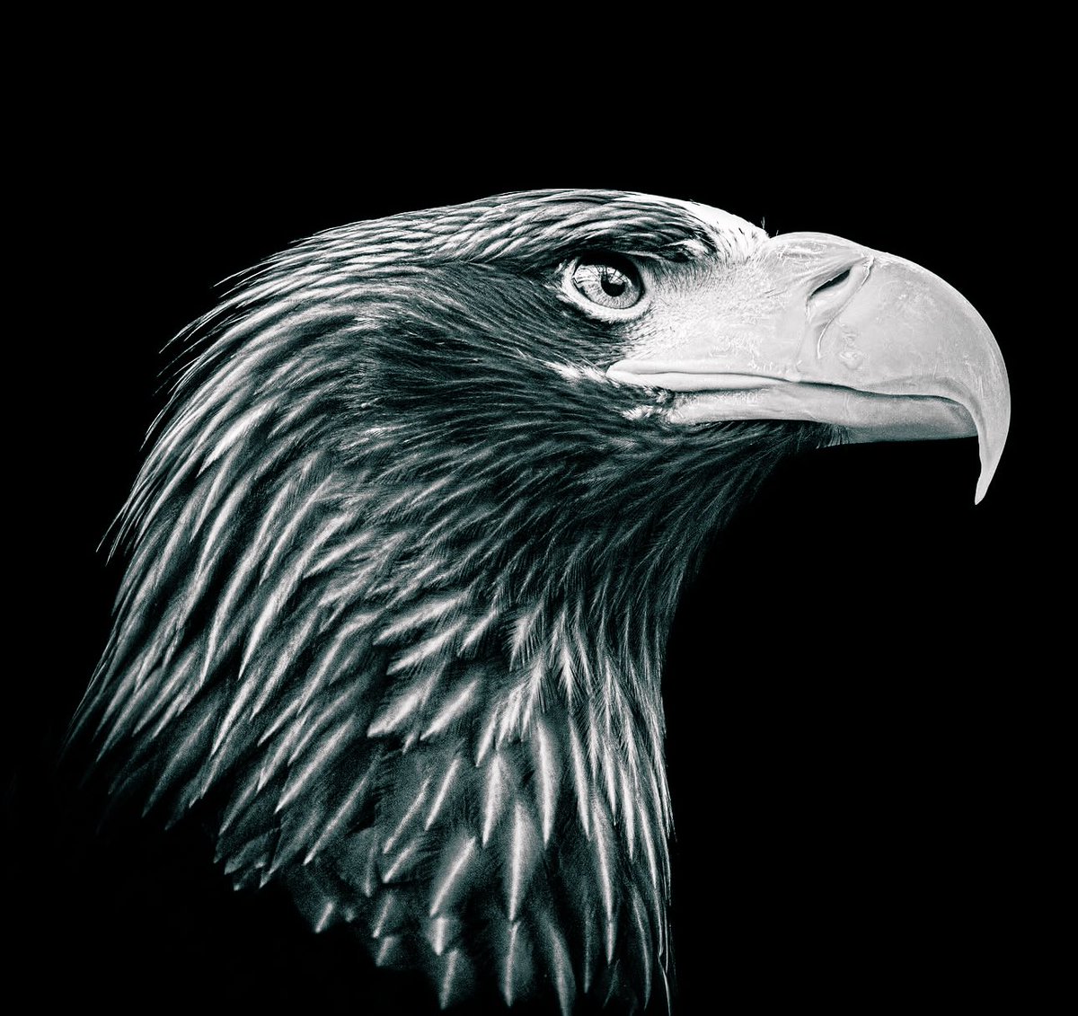 اليقظة لا تأتي إلا بسمّ… والنجاة منها تكون فقط لمن تذوّق مرارتها دون أن يختبئ في وهم النوم.