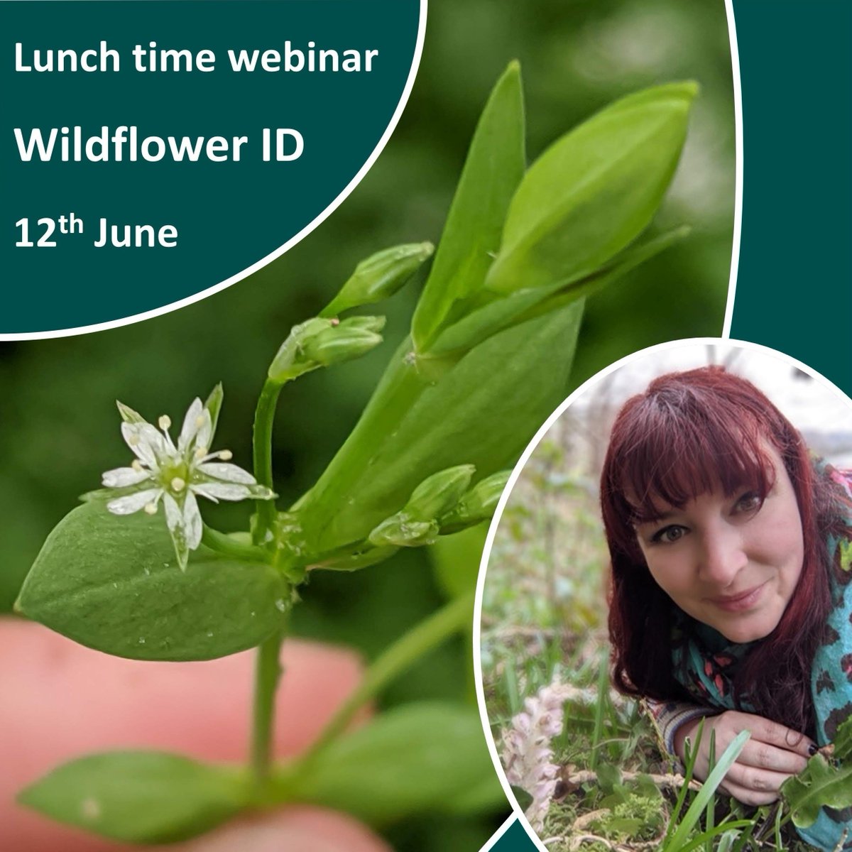 National Plant Monitoring Scheme (@thenpms) on Twitter photo Back to basics: Want to get more familiar with wildflowers and how to ID them? This easy-to-follow plant anatomy session will help break down barriers for learning. 
Join Sarah Shuttleworth: Specialist Botanical Advisor, Plantlife, in this free webinar tinyurl.com/34jnam7d Back to basics: Want to get more familiar with wildflowers and how to ID them? This easy-to-follow plant anatomy session will help break down barriers for learning. 
Join Sarah Shuttleworth: Specialist Botanical Advisor, Plantlife, in this free webinar tinyurl.com/34jnam7d