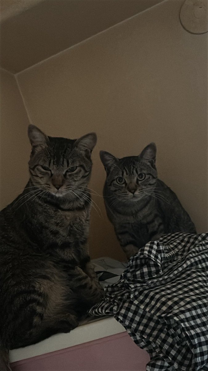 うちの猫が2匹ともすんごい猫ミームみたいな顔してたんやけど見て欲しいwwwwww