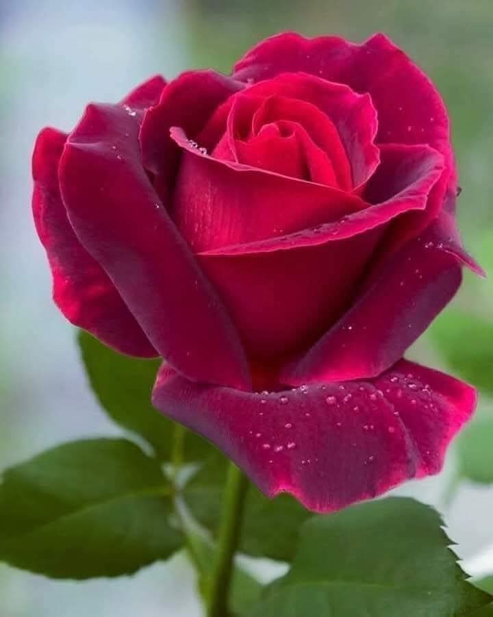 La sonrisa es el idioma de las personas inteligentes 🥰🤗🫂
#BuenosDiasATodos