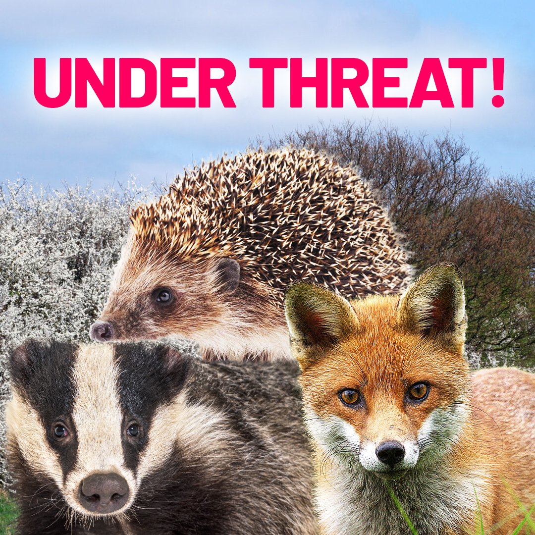 This isn’t just about planning. It’s about power, accountability, and protecting what we love. 

The Planning Bill hands too much to developers and too little to communities. Help stop it—sign now: protectthewild.org.uk/planningbillpe…