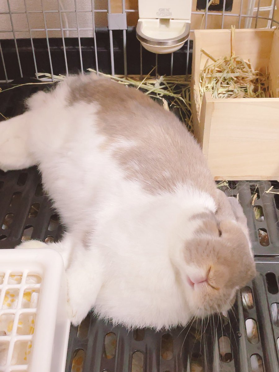 komugirabbit64's tweet photo. 明日4歳になるトドです🦭 https://t.co/rzwYaFOfzB