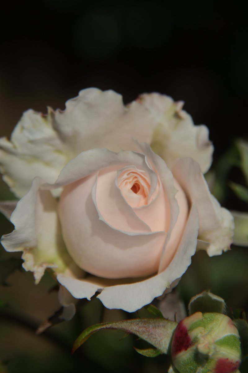 Rose 😃

#Photography #Flowers #Rose