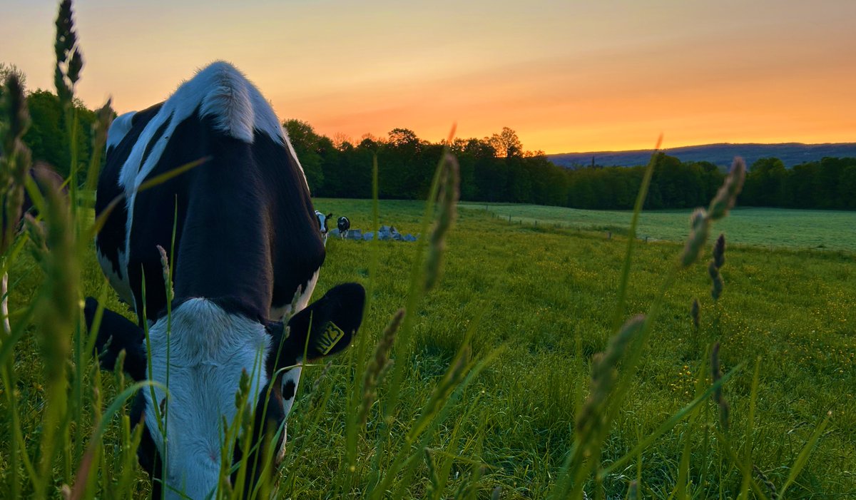 Time to make hay. After a soggy cold May, the start of June opening with sun and a bit of heat. Good morning #Vt. Forecast: fairbanksmuseum.org/eye-on-the-sky/ #sunrise